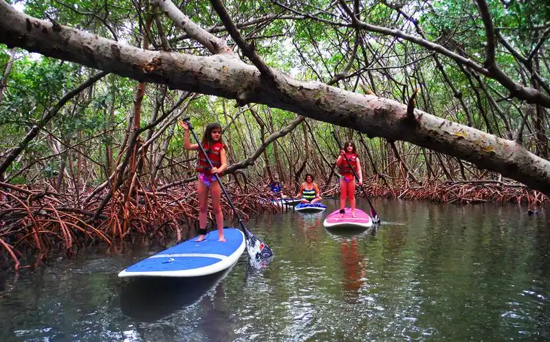 Kayaking in the Mangrove Tunnels