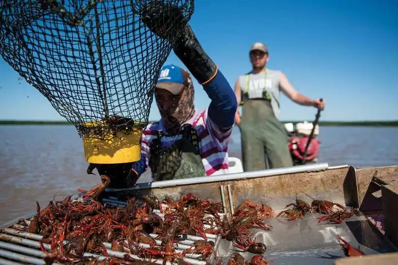 Meet the Crawfish Farmers