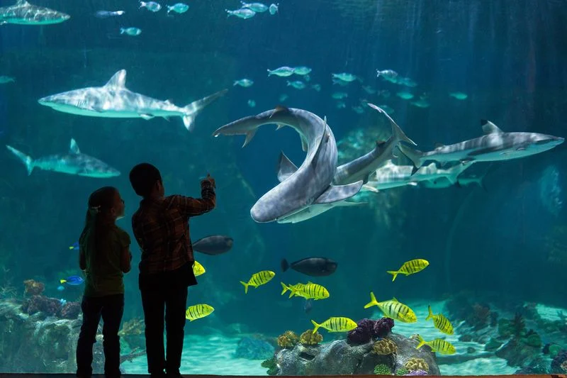 Loveland Living Planet Aquarium