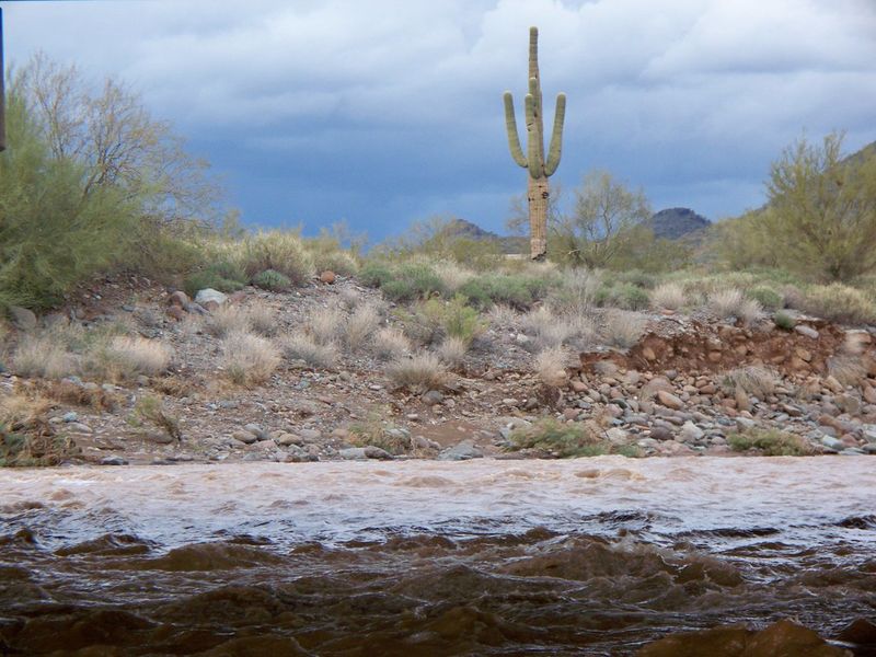 Saguaro Cacti: Silent Sentinels of the Desert