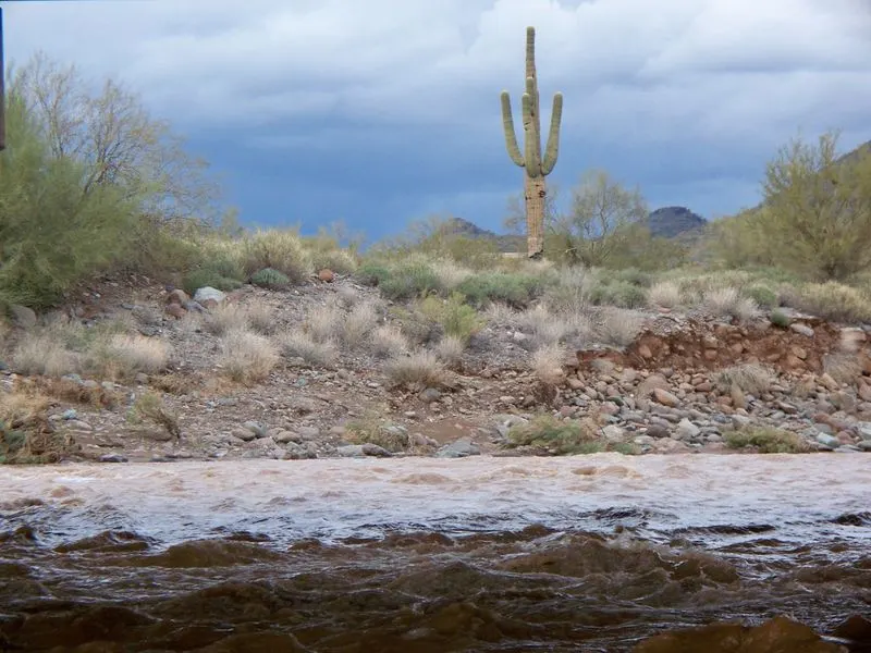 Saguaro Cacti: Silent Sentinels of the Desert