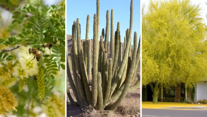 This Peaceful Arizona Town Blends Desert Beauty, Hiking Trails, and a Luxury Stay