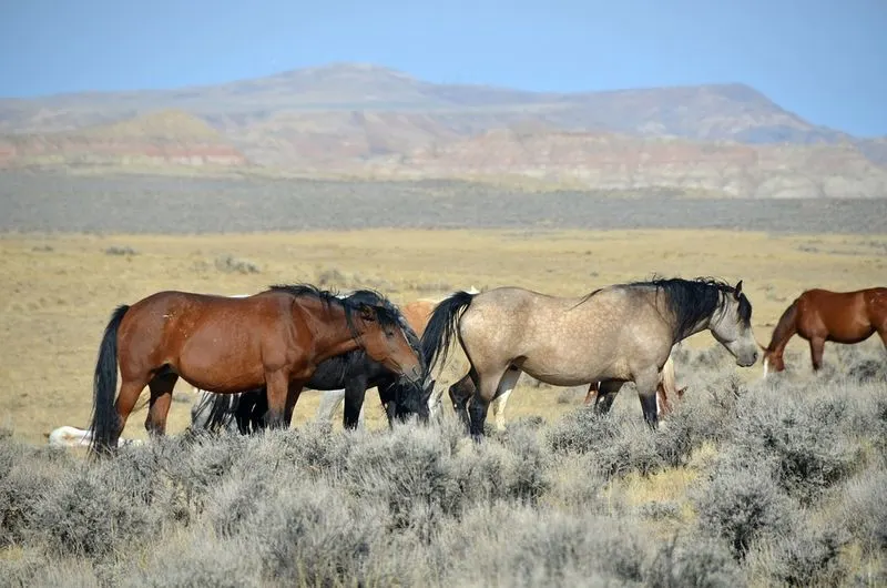 See wild horses in the Red Desert