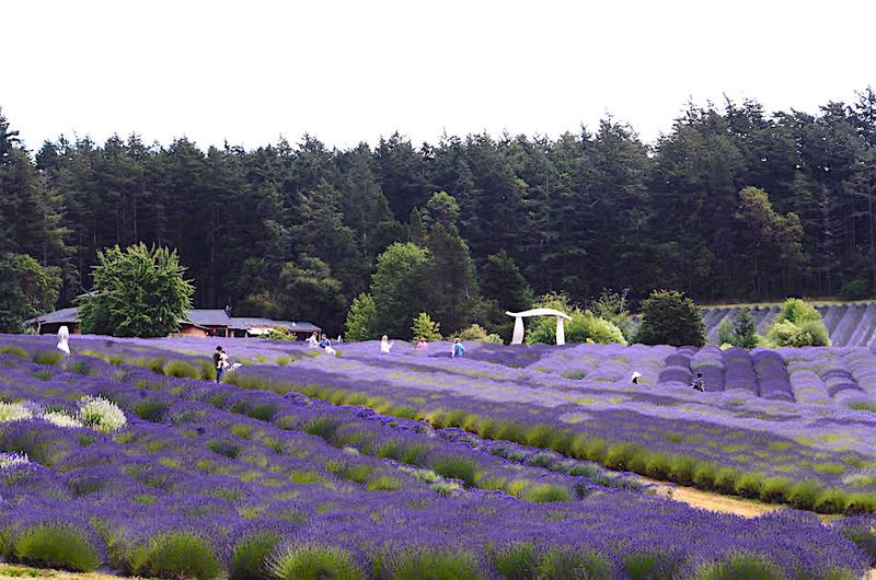 Washington – San Juan Island Lavender Farm