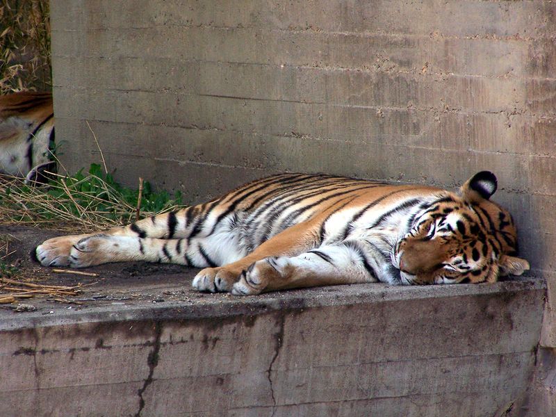 Take a siesta or plan around one