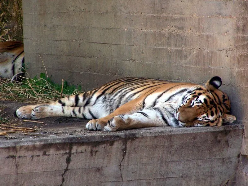 Take a siesta or plan around one
