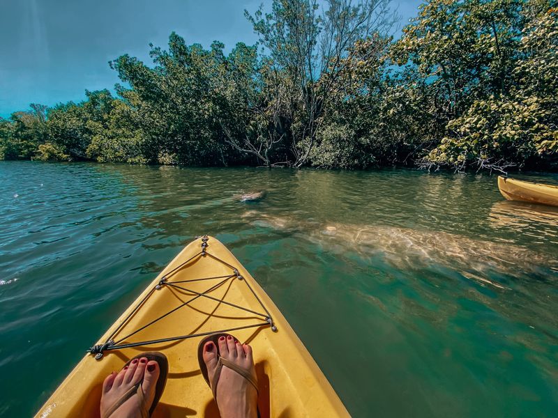 Kayak Through the Mangroves at Lovers Key State Park