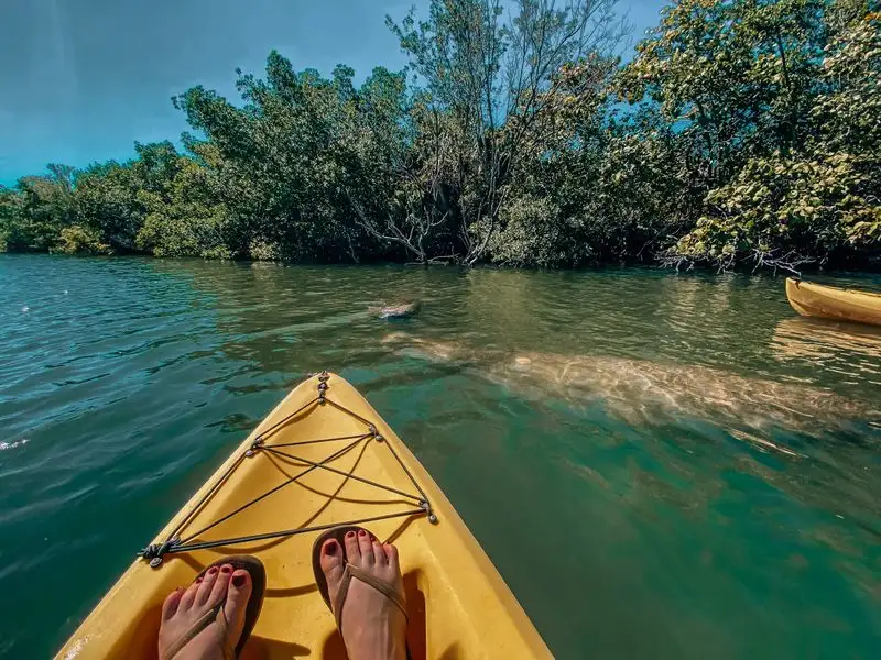 Kayak Through the Mangroves at Lovers Key State Park