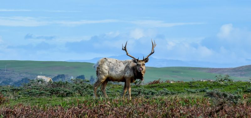 Tule Elk Reserve at Tomales Point