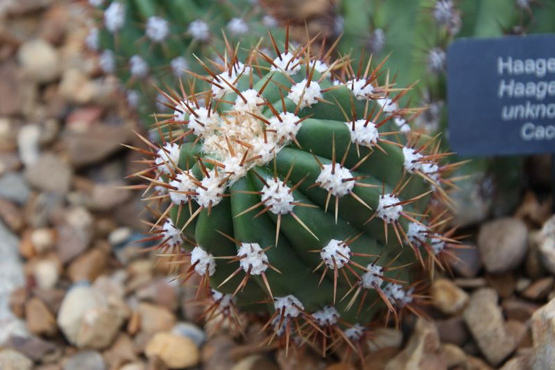 Discover Matthaei Botanical Gardens and Conservatory