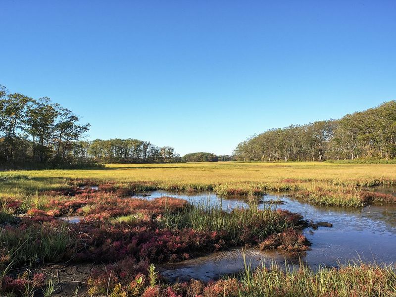 Birdwatch along the marsh edge