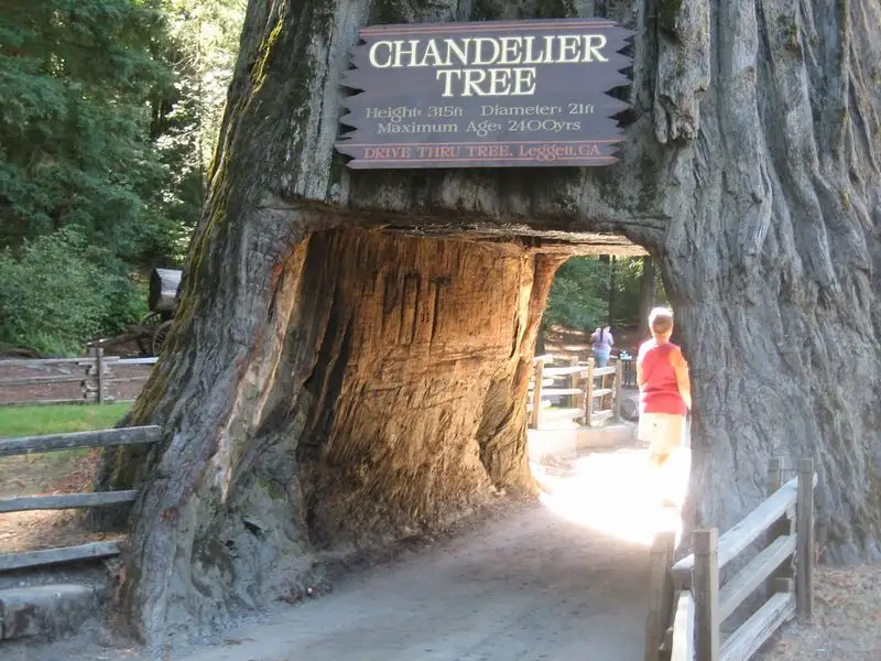 Drive Through a Giant Redwood Tree (California)
