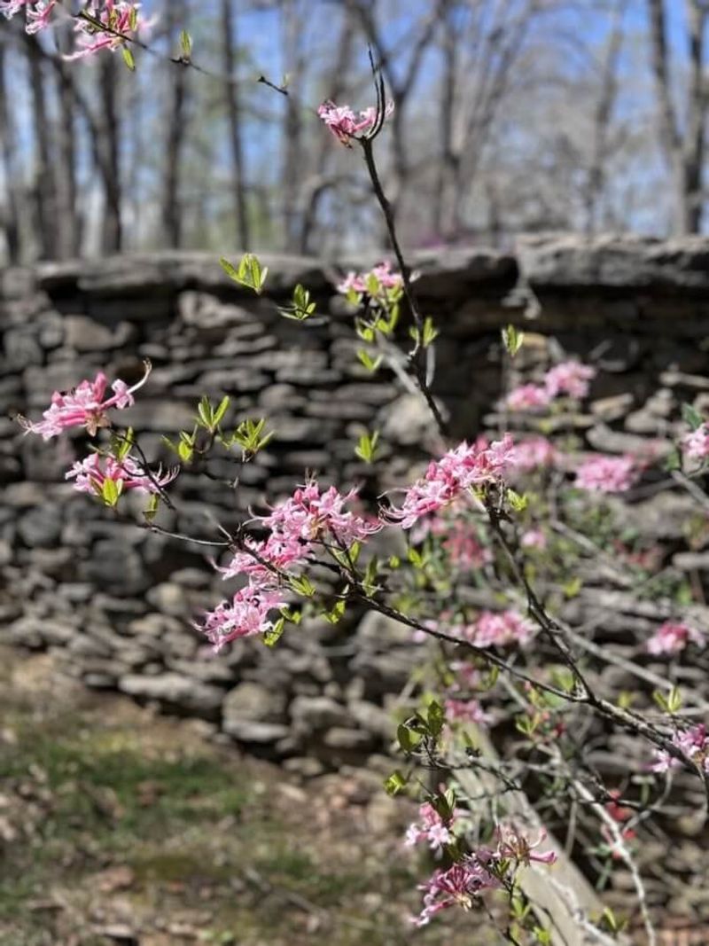 Spring Wildflowers & Early Blooms