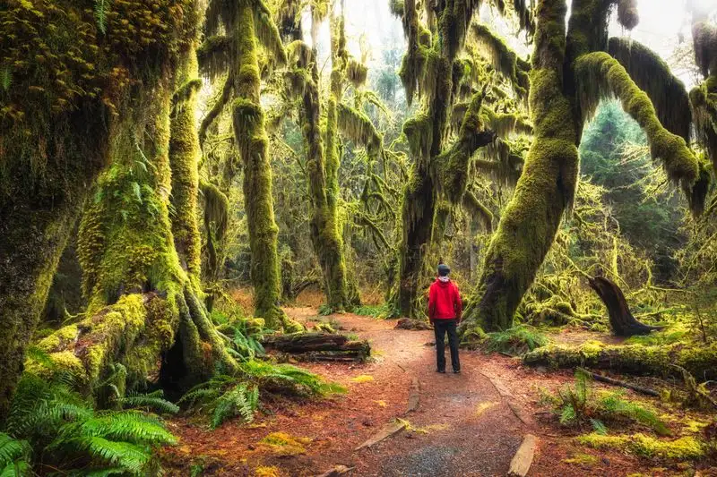 Moss-Covered Forests That Feel Like Fairylands