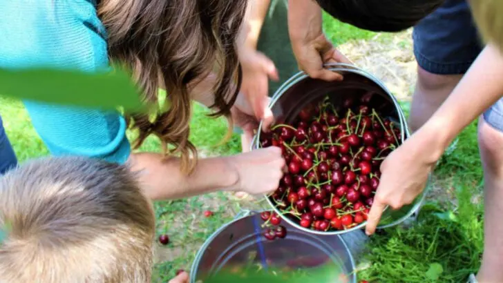What made my family fall in love with the Pacific Northwest (mossy forests, fresh cherries, and foggy beaches)