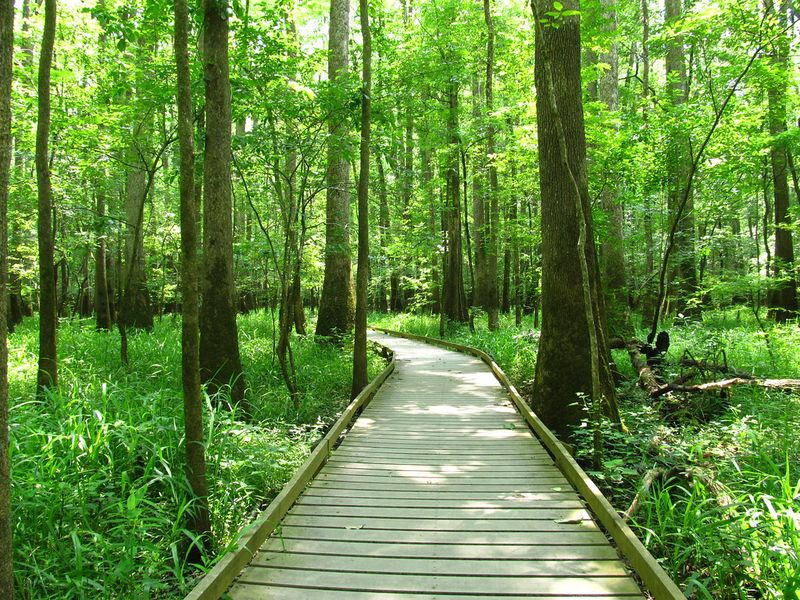 Congaree National Park, South Carolina