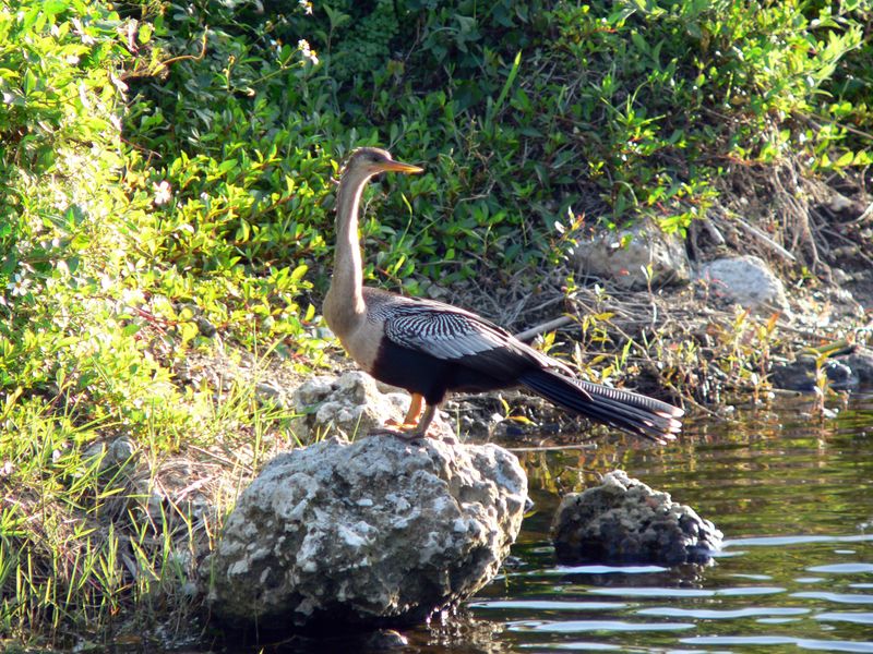 Everglades National Park (Florida)