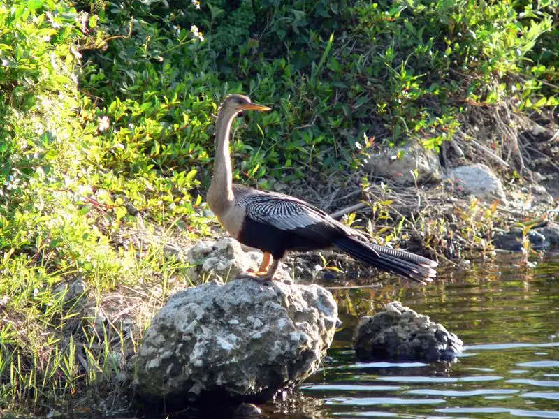 Everglades National Park (Florida)