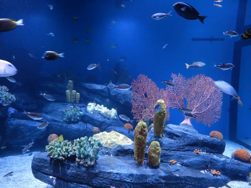 Monterey Bay Aquarium