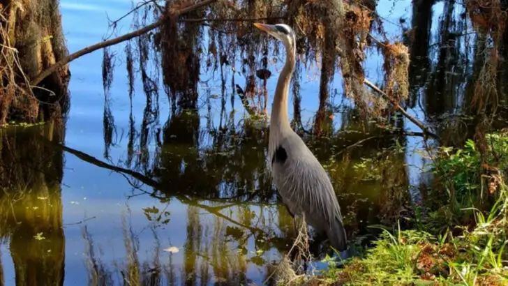 Things to do in Lakeland, Florida that highlight its culture and outdoor beauty