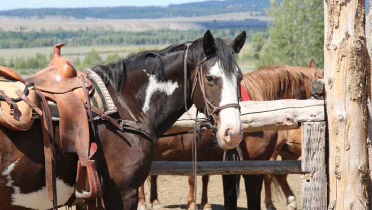 Trails, ranch life, and frontier charm come together in this laid-back Wyoming town