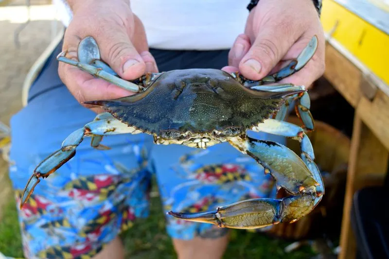 Maryland Seafood Festival – Annapolis