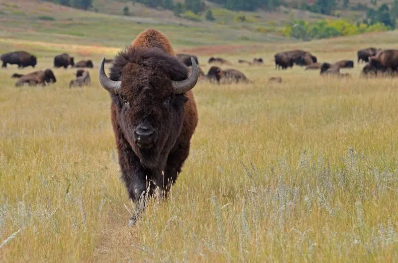 Custer State Park Buffalo Safari Jeep Tour
