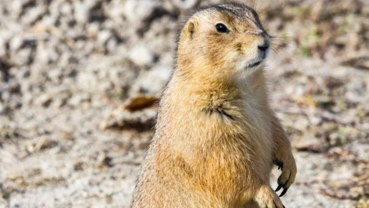 10 South Dakota wildlife experiences kids will never forget