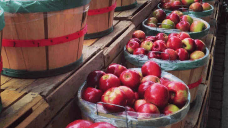 10 apple festivals in Michigan that taste like fall in every bite