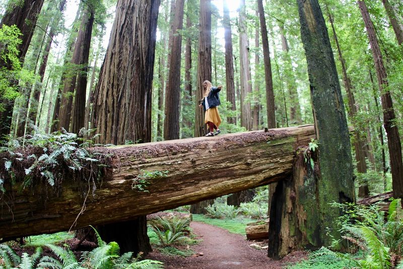 Mendocino to Humboldt Redwoods