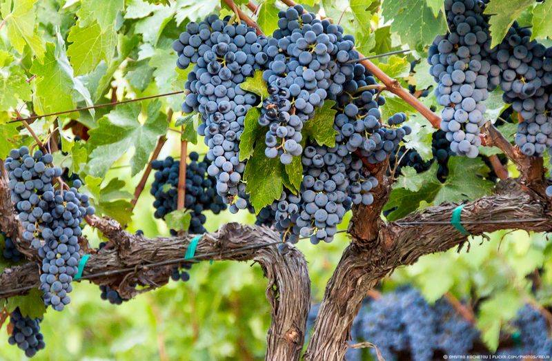 Napa Valley, California