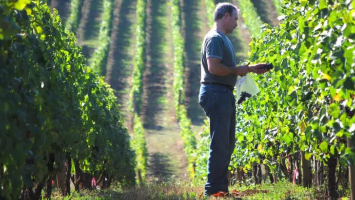 13 Wine Regions in the U.S. That Come Alive During Harvest Season