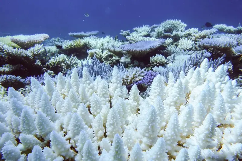 Great Barrier Reef