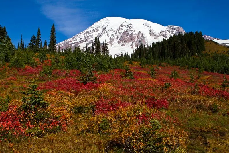 Mount Rainier National Park