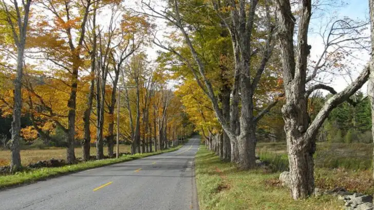 5 Fall Foliage Roads in Massachusetts That Make the Season Unforgettable