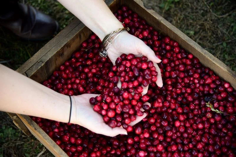 Cranberry Harvest Festival at Benson’s Pond