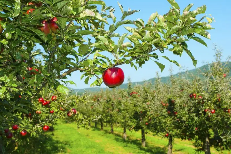 Apple picking at Honey Pot Hill Orchards, Massachusetts