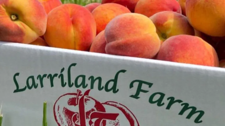 8 Harvest Experiences Across the U.S. Where Visitors Join in Farm Traditions