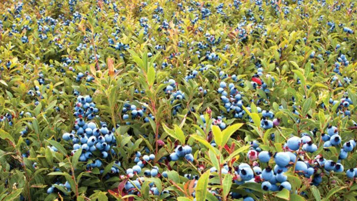 8 Maine Blueberry Barrens Where Pie Filling Grows Wild