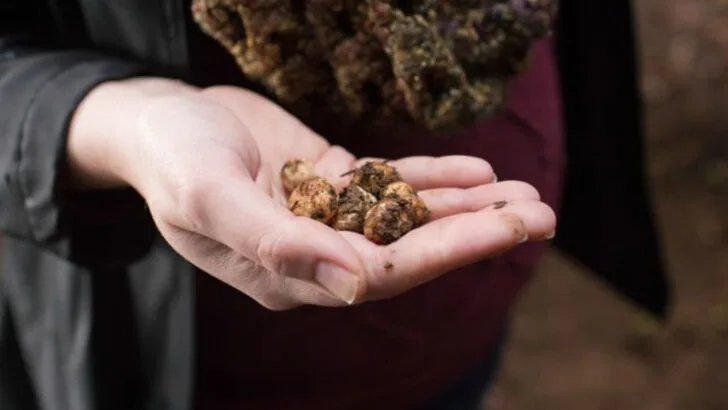 8 Oregon Truffle Spots That Take Forest Finds to Gourmet Heights
