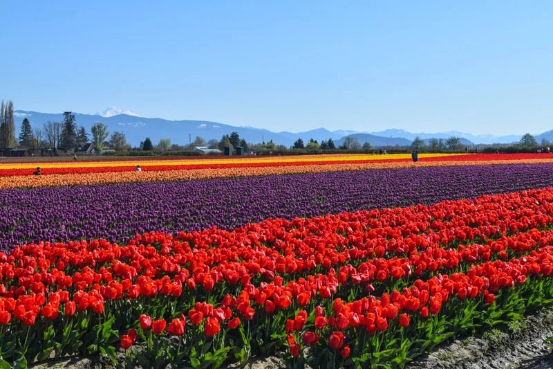 Skagit Valley Tulip & Harvest Festival