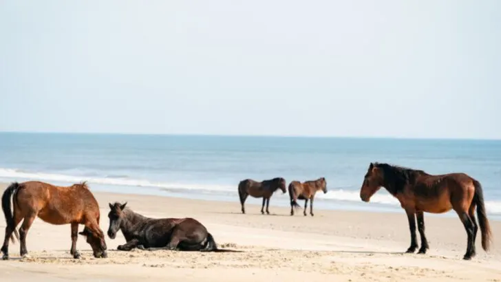 9 Incredible Wild Horse Sanctuaries in the U.S. You Can Actually Visit