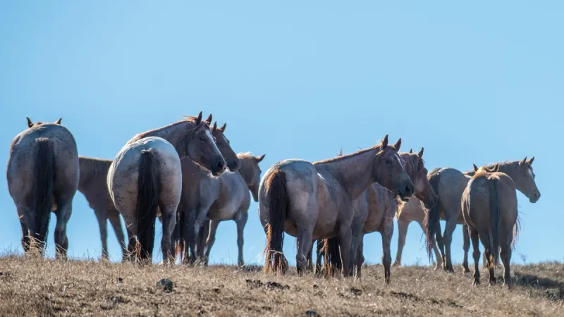 Return to Freedom Wild Horse Sanctuary