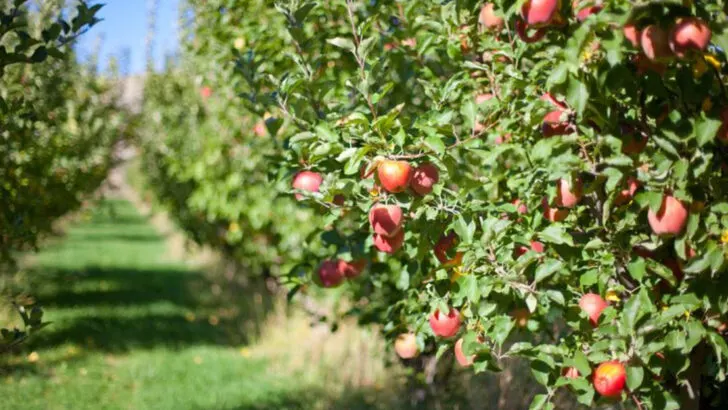 9 Washington Apple Orchards Showing Everyday Fruit Can Be An Experience