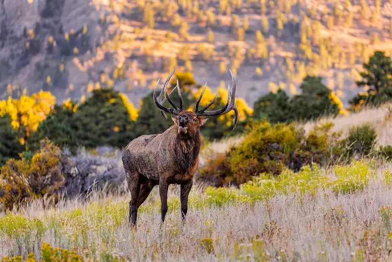 Elk Bugling in Rocky Mountain National Park, Colorado