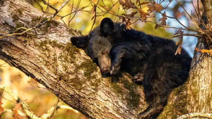 9 wildlife experiences you can only catch in autumn