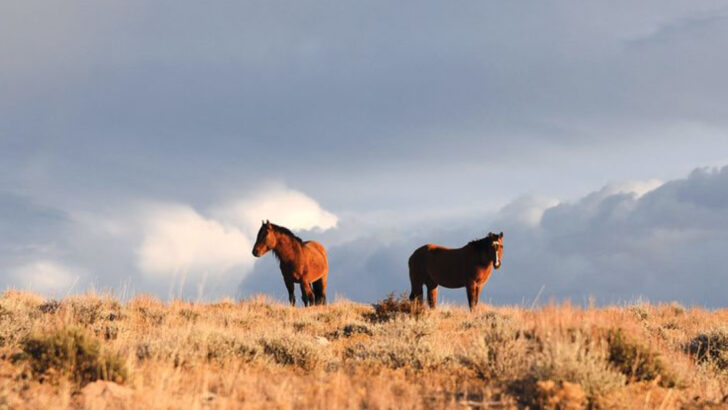 A Montana–Wyoming road trip to Bighorn Canyon delivers big views without big crowds