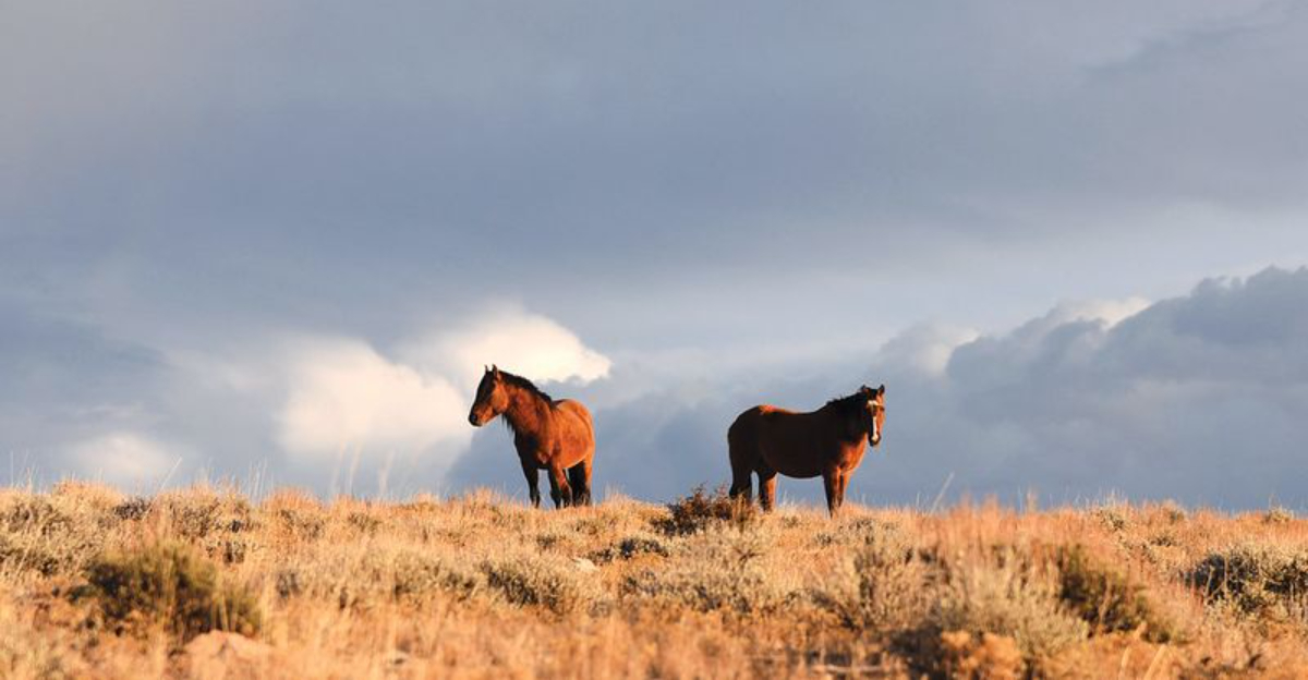 A Montana–Wyoming road trip to Bighorn Canyon delivers big views without big crowds
