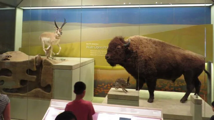 A family guide to the National Museum of Natural History (what kids love most)