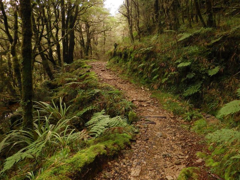 Heaphy Track (Kahurangi National Park)